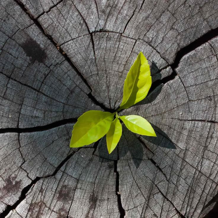 Plant sprout growing from old tree stump.| Herb Terra