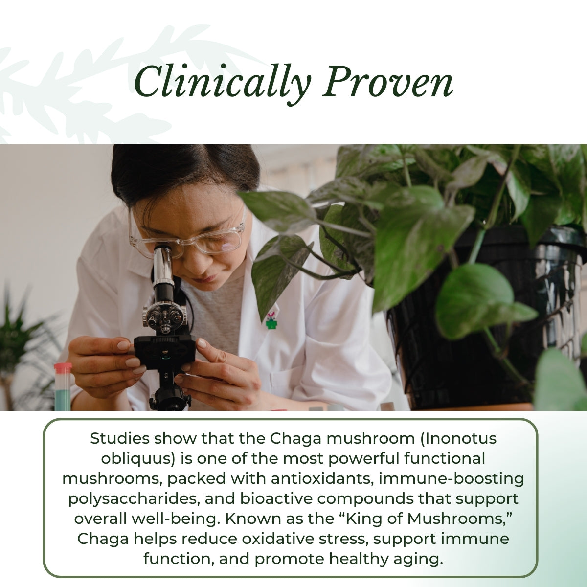 Scientist studies Chaga mushroom benefits. | Herb terra