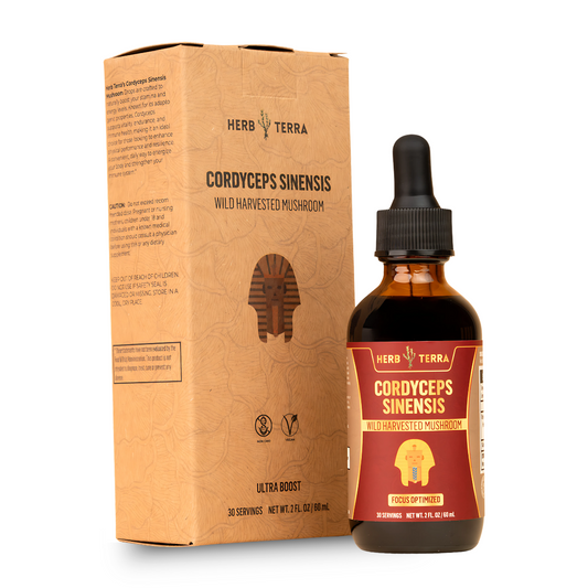 Herb Terra Cordyceps Sinensis on white background.