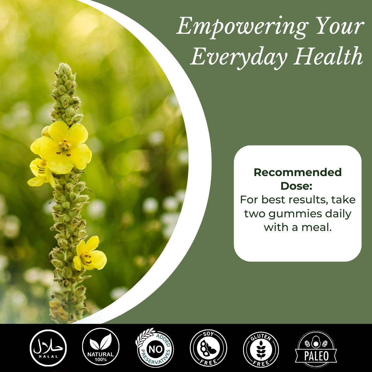 Mullein plant, health gummies dose. | Herb terra