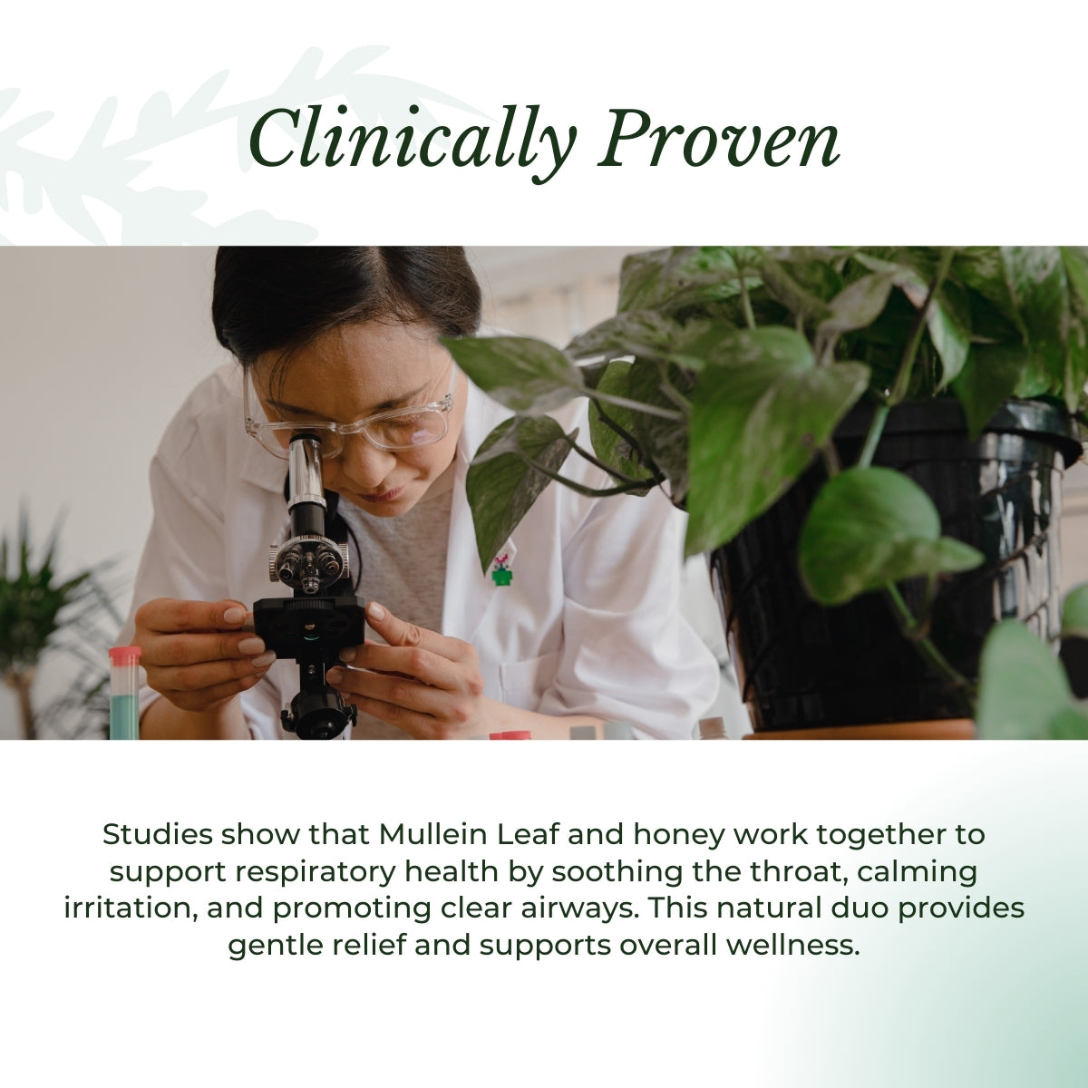 Mullein Leaf research, clinically proven| Herb terra