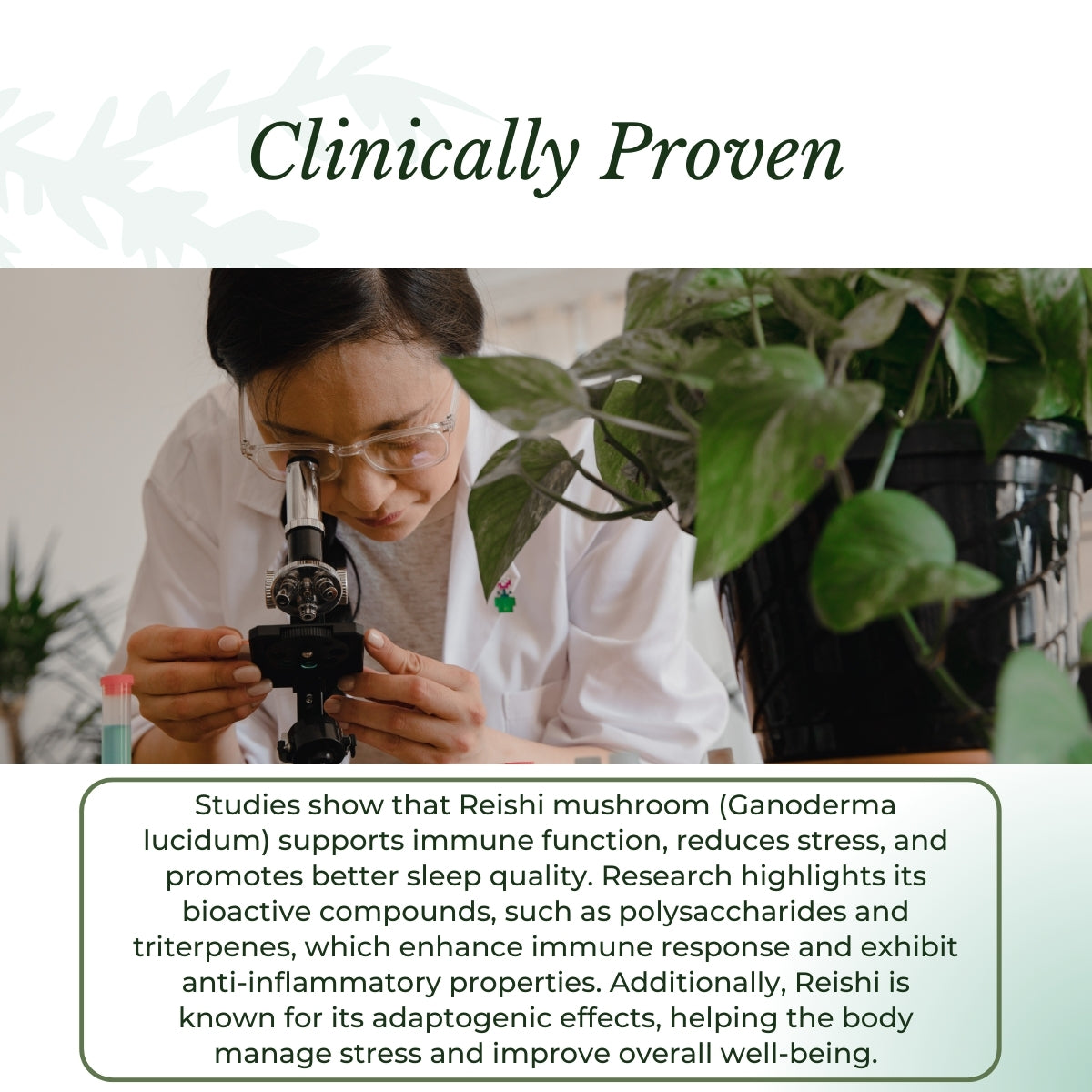 Scientist examining Reishi mushroom.| Herb terra