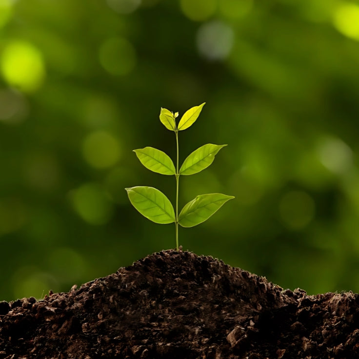 Small green plant sprouting from soil.| Herb Terra