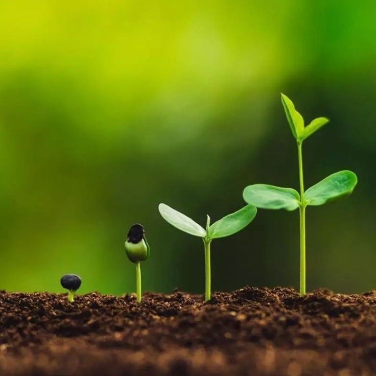Plant growth stages: seed to seedling.| Herb Terra