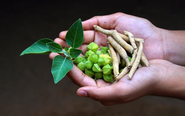 ashwagandha