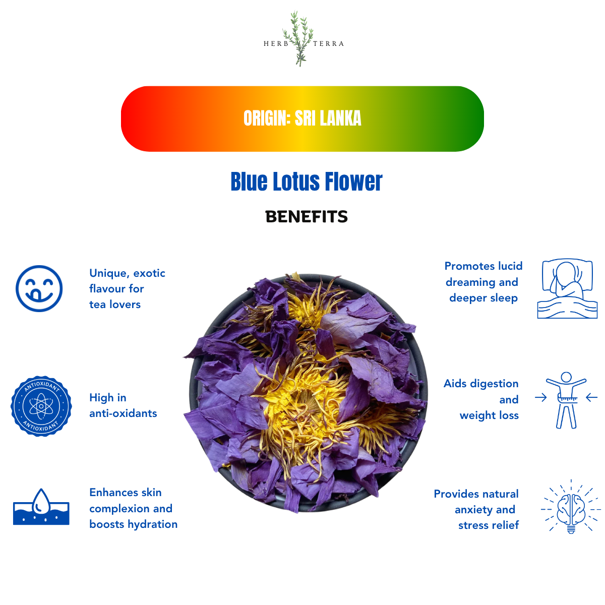Premium Egyptian Blue Lotus Flower – image 2