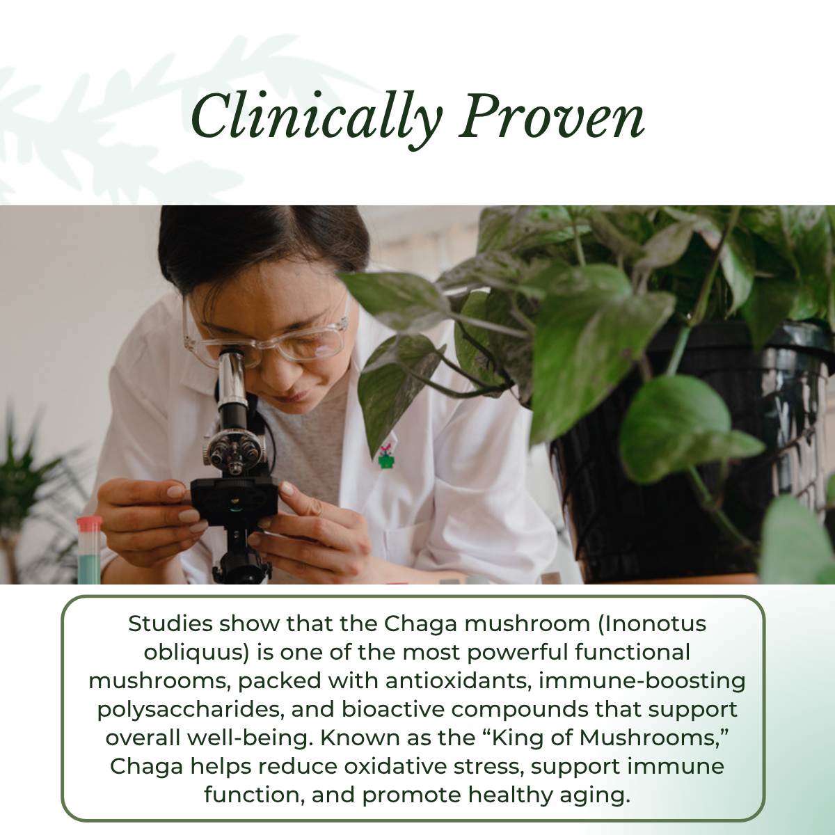 Chaga Mushroom Drops – image 7
