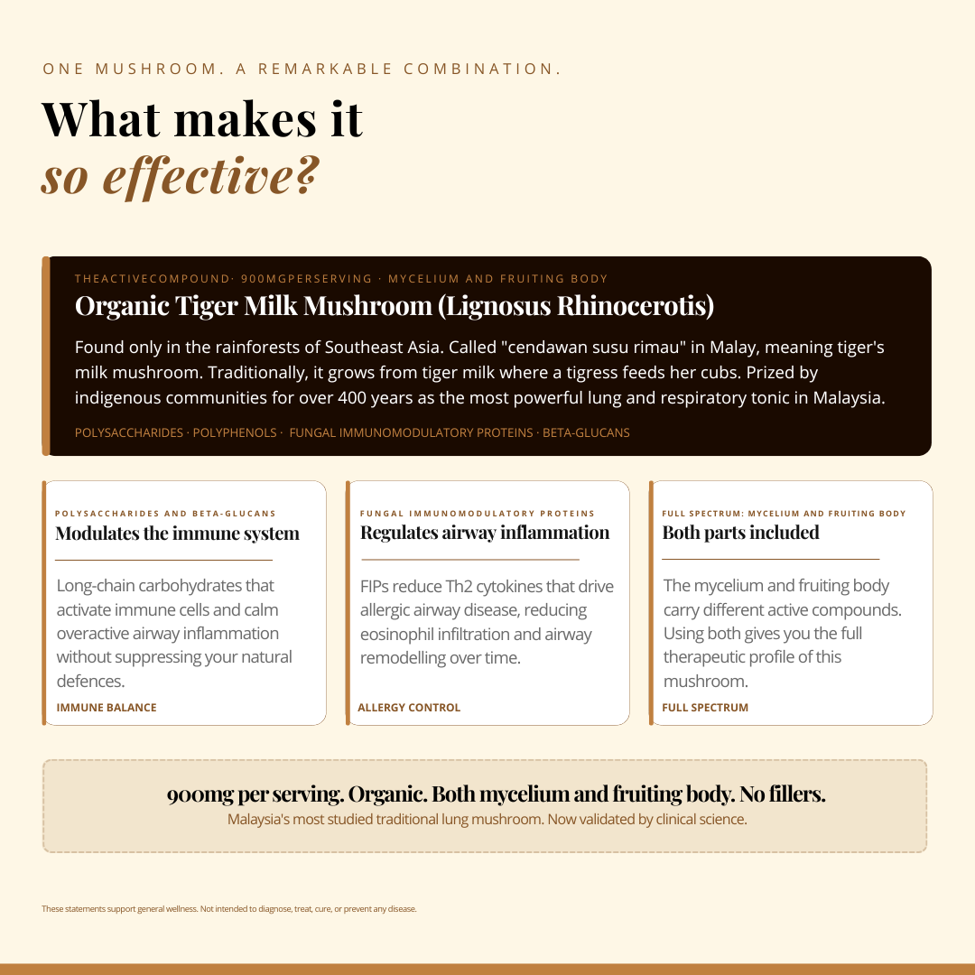 Tiger Milk Mushroom 虎乳芝 | 80 Capsules | (Lignosus Rhino)