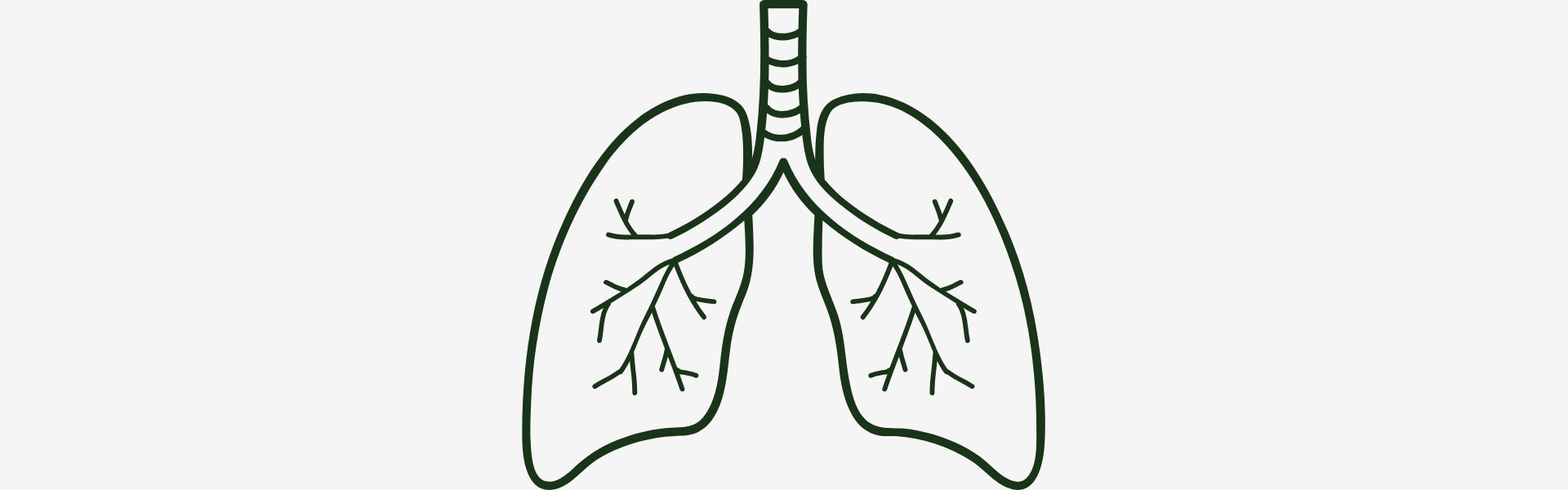 Illustration of a pair of lungs with bronchi on a white background