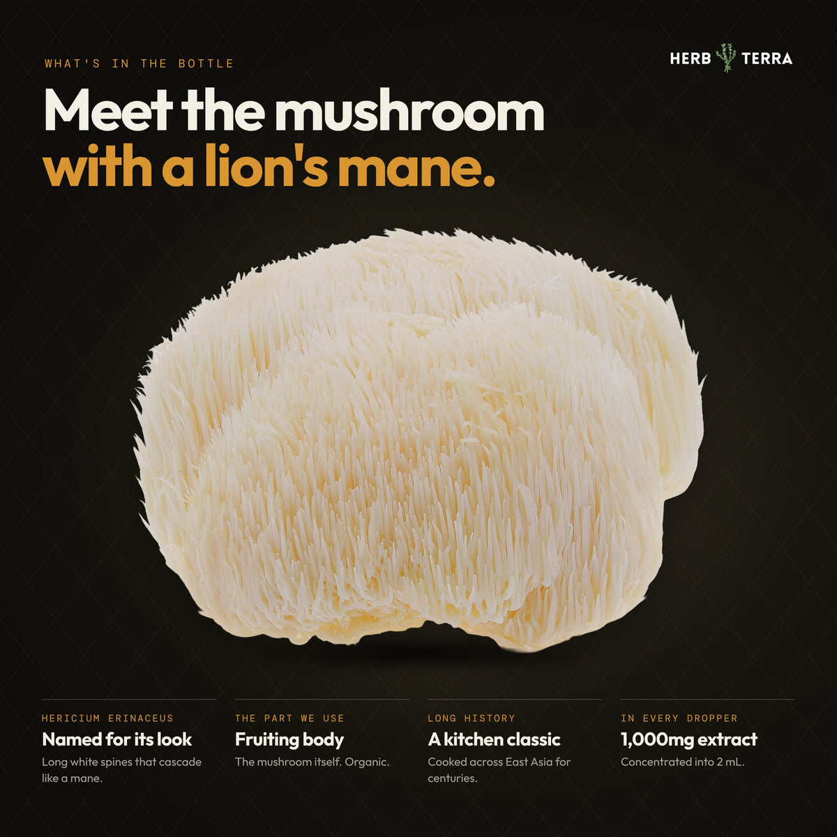 Lions Mane Mushroom Drops
